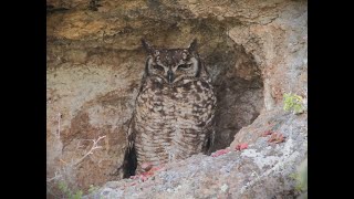 Birding near Gouritz  Spotted Eagle Owl [upl. by Farlee]