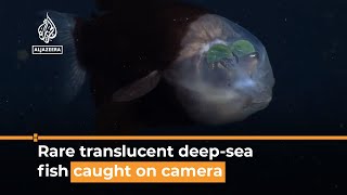 Rare deep sea fish with translucent head spotted on video AJ shorts [upl. by Lytton]