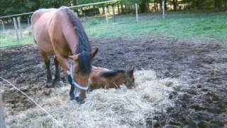 New York CARRIAGE HORSE has affiar on AMISH Farm Animal Rights demand condoms for horses [upl. by Amekahs]