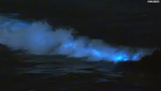 Bioluminescent Waves at Venice Beach [upl. by Coplin]