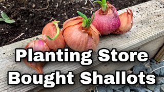 Planting Shallots From The Grocery Store [upl. by Christianna]