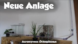 Blattschneiderameisen  acromyrmex octospinosus  UPDATE 5  Neue Anlage [upl. by Wolliw]