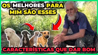 CACHORRO DE CAÇA PERFEITO O QUE OBSERVAR NAS CARACTERÍSTICAS DE UM CACHORRO QUE DAR BOM DE CAÇA [upl. by Adnyc905]