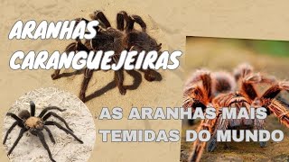 ARANHAS CARANGUEJEIRAS  Porque São Tão Temidas [upl. by Broadbent151]