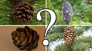 HOW TO DISTINGUISH BETWEEN PINE SPRUCE FIR and LARCH  CONIFER ID [upl. by Fredrick]