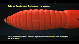 1 Morphology of Earthworm 512 1 [upl. by Roinuj]