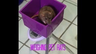 HowWhy to weigh pet rats [upl. by Nichola]