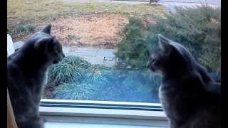 Two cats having a conversation [upl. by Ileana]