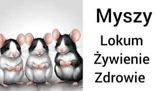 Obejrzyj zanim weźmiesz mysz 🐭🐭Wszytsko o myszach lokum żywienie zdrowie Ala Show [upl. by Itirahc]