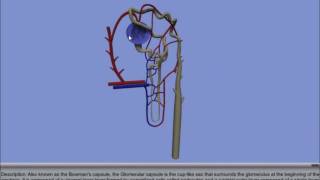 Interactive 3D Nephron [upl. by Suilenrac]