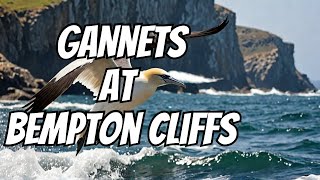 Gannets at Bempton Cliffs [upl. by Bixler]