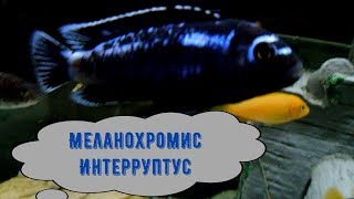 МЕЛАНОХРОМИС ИНТЕРРУПТУС [upl. by Nottage]