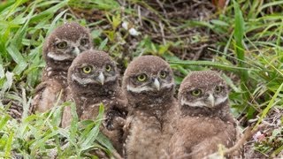 May 2013 Burrowing Owl Update [upl. by Noxaj733]