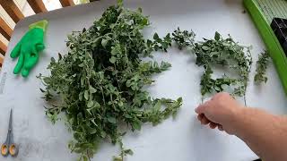 Harvesting and Drying Oregano [upl. by Rednasxela]