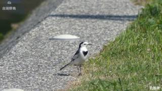 白鶺鴒 Motacilla alba [upl. by Ermeena904]