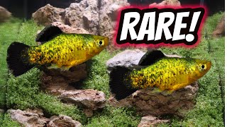 Platy Fish Room Tour 2022 All my Rare Platys [upl. by Wimsatt]