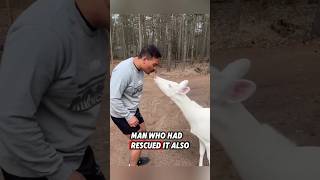 This white deer was lucky to meet a kind man who saved it after it lost its mother rescue deer [upl. by Armil]