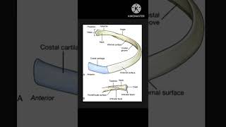 Anatomy of Ribssternum trending shorts 2ndyearmbbs viralvideo [upl. by Rozina]