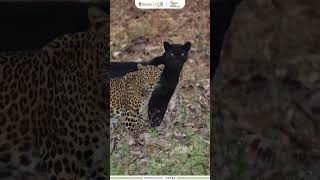 Black Panther amp Leopard  Kabini Wildlife Sanctuary  Amrit Mahotsav [upl. by Aelaza]