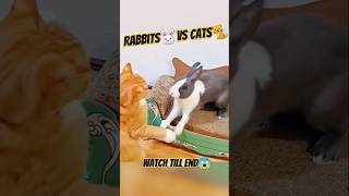 Oh My😱 this is fantastic😻cat rabbit youtubeshorts [upl. by Mcclimans]