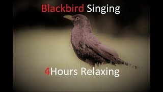 Sounds of Nature Blackbird 4 Hours of the Blackbirds Song [upl. by Jadwiga]