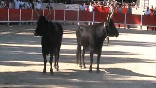 Hommage a Camarina aux arenes RChauvet de Noves [upl. by Viradis]