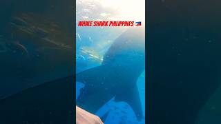 Whale shark watching Philippines shorts cebu philippines [upl. by Doniv433]