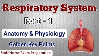 Respiratory System  Part  1  Anatomy Physiology Golden Key Points [upl. by Brass194]