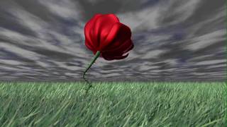 3d animation of Rose Petals Opening [upl. by Edmond553]