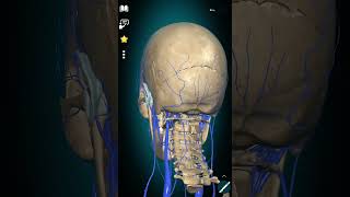 Vestibular disorders and arterial brain supply venous brain drainage and the Nervous system [upl. by Noyart354]