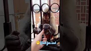 Monkey funny video youtubeshorts shortsfeed trending bajrangbali viralvideo viralshorts music [upl. by Wright]