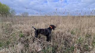 Deutsch Drahthaar  Jagdhunde  Hunting dog spring trainingPheasant [upl. by Balthazar947]