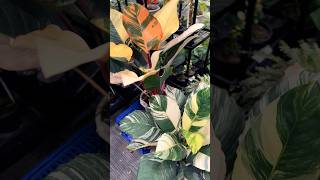 Love is…variegated plants variegated garden bangkok plants aroids plantslover vlog alocasia [upl. by Gaspar]