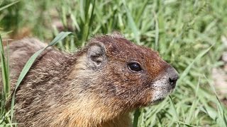 Yellow Belly Marmot Marmota flaviventris [upl. by Neyrb]