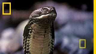 Borneo Paradise Under Siege  National Geographic [upl. by Paucker]