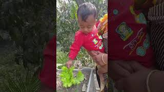 সজনে পাতা 🌿 নূর লেটুস খাচ্ছে 🥬 মাশাআল্লাহ 😄cutebaby shorts [upl. by Supen577]