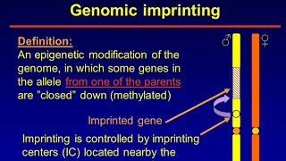 Genomic Imprinting [upl. by Sera]