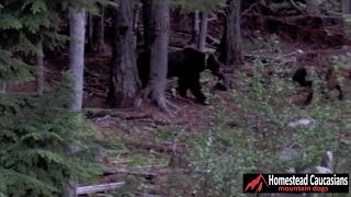 Caucasian Ovcharka chases grizzly bear out of our yard [upl. by Arda]