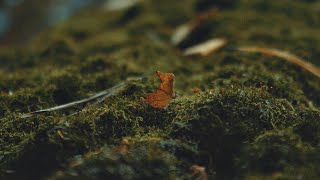 October  Shot On Canon 600D  Cinematic Short Film  EFS 1855mm  Nature [upl. by Eartnoed]