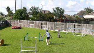 Dog Agility  Front Cross [upl. by Stevens]