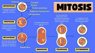 Mitosis and its stages  Mitotic Cell division phases [upl. by Yhtir]