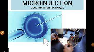 Microinjection Technique for gene insertion Animal Biotechnology [upl. by Nelli]