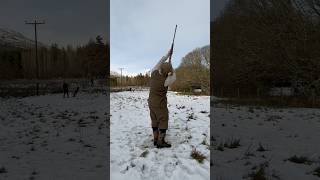 Driven Pheasant Shooting with Labrador Retriever Gundog dog shot pegdog [upl. by Nnylekoorb]