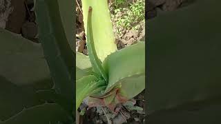 Aloe vera plant ☘️☘️☘️☘️☘️ [upl. by Bert648]