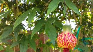 Abutilon Red Tiger Beautiful Tree [upl. by Isiahi]