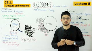 lysosomes structure and function  Video 8 [upl. by Adarbil331]