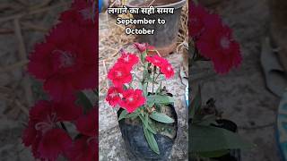 Winter flower plant nature viralvideo priyanshinaturebeauty [upl. by Asin]