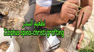 تطعيم شجرة السدر  النبق Grafting the Ziziphus spinachristi tree [upl. by Tarah]