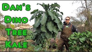 40k Dino Tree Kale Seed Giveaway [upl. by Dev]