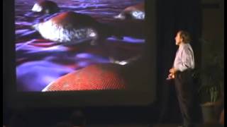 Biology of Belief  by Bruce Lipton full documentarymp4 [upl. by Crescantia400]